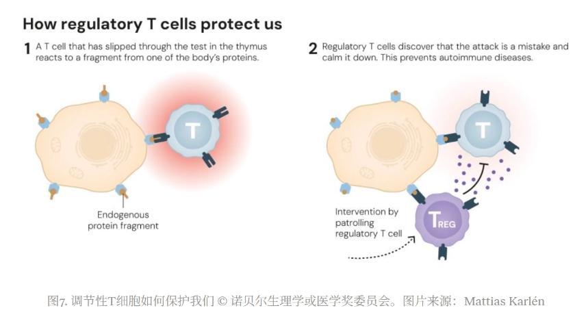 三名解答免疫系统如何受控的科学家获2025年诺贝尔生理学或医学奖