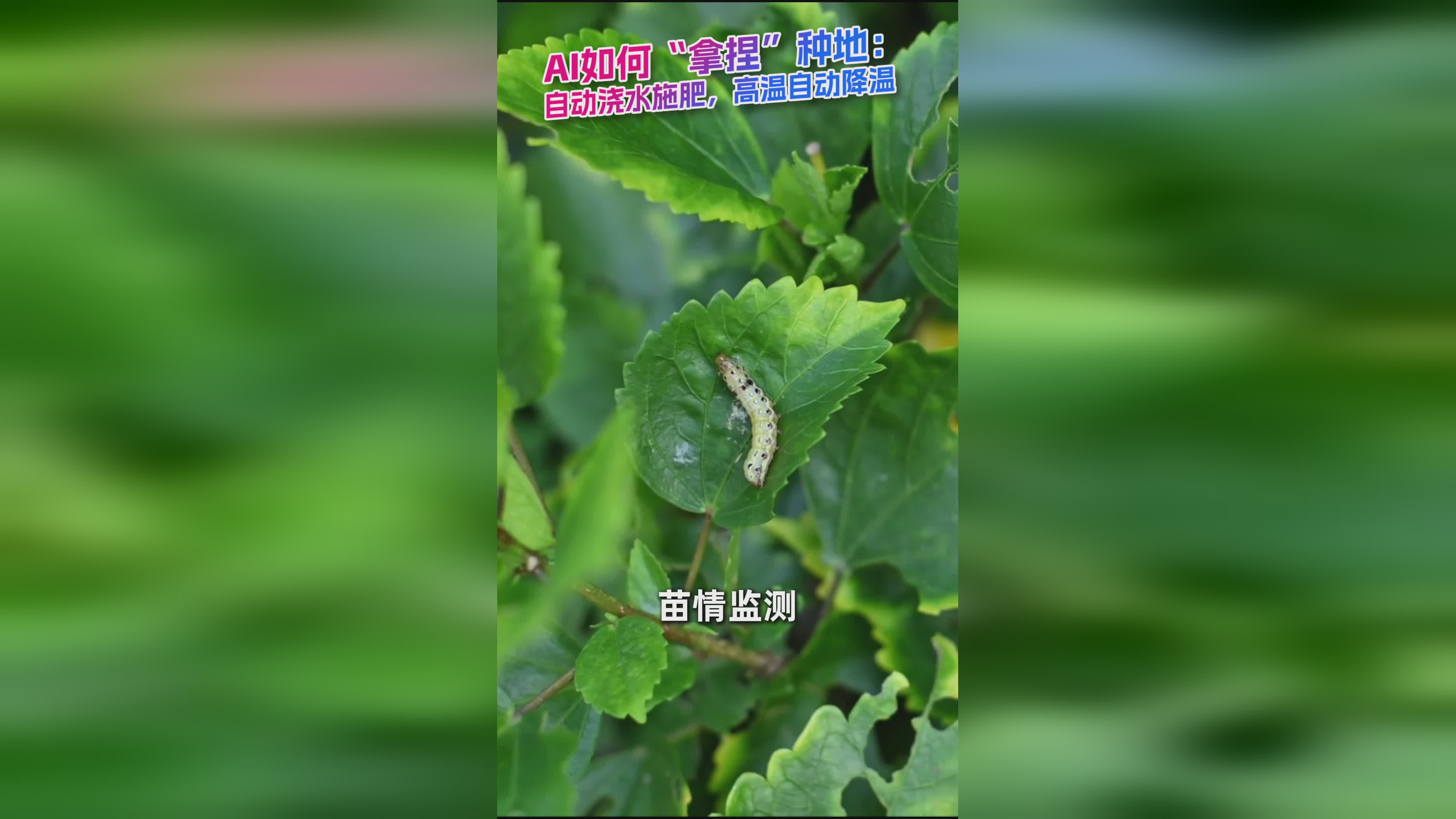 AI赋能农业：智能种地新方式，自动浇水施肥与高温降温