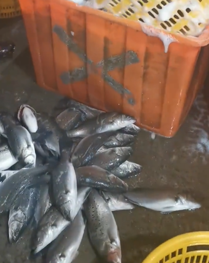 大型连锁餐厅为何慎用活鱼？麻醉剂残留风险引发关注