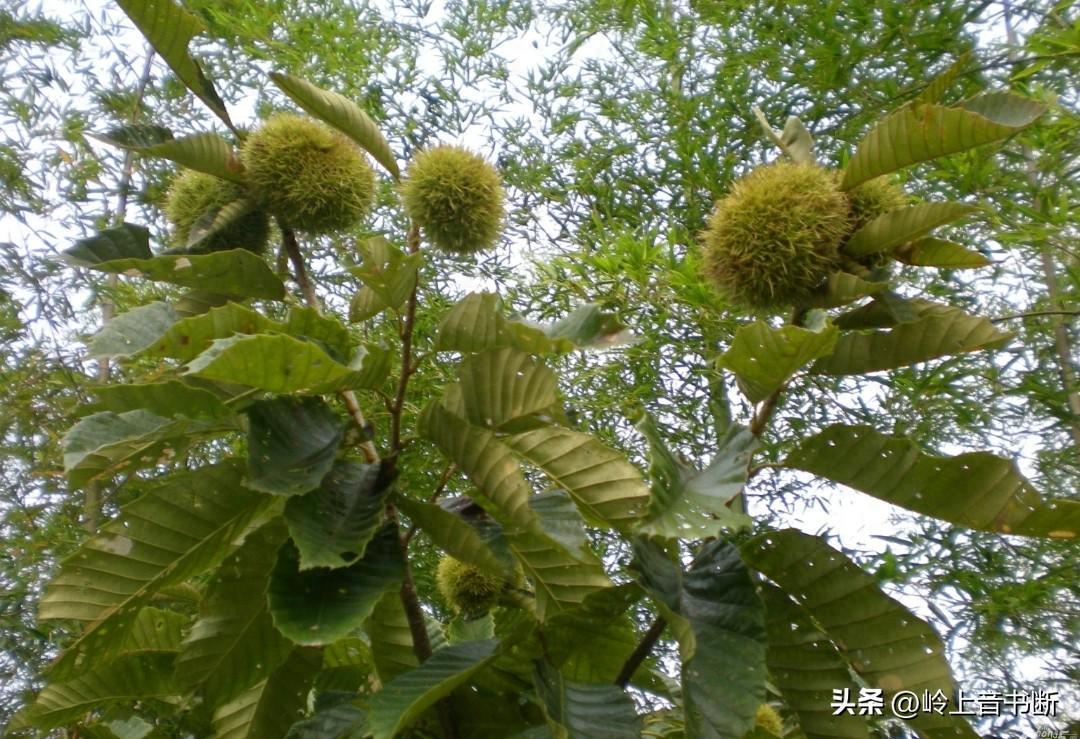 农村现状：栗子树撂荒危机与506070后劳动力的隐忧
