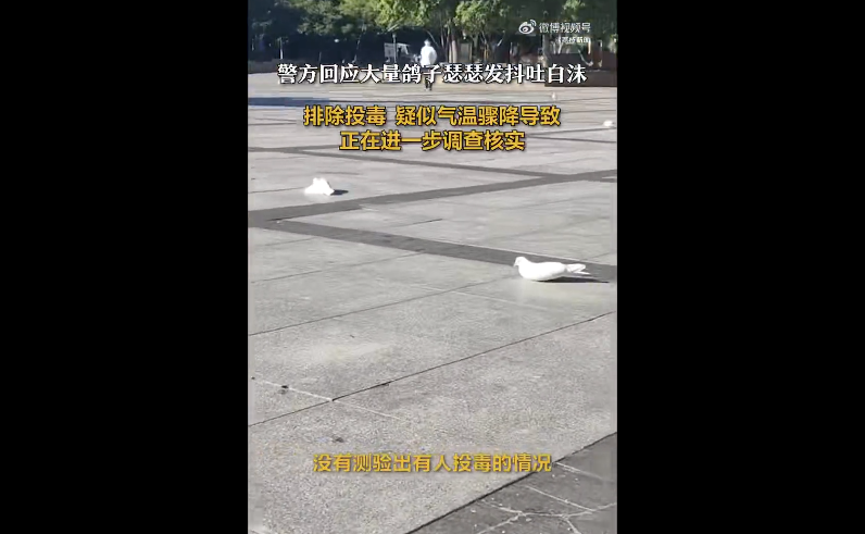 辽宁盘锦广场鸽子异常：发抖吐白沫，警方称或因气温骤降
