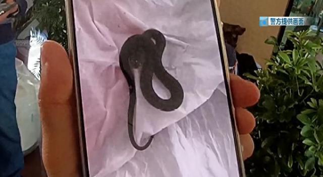 惊魂！昆明夫妻旅游归来，家中客厅惊现多条小蛇