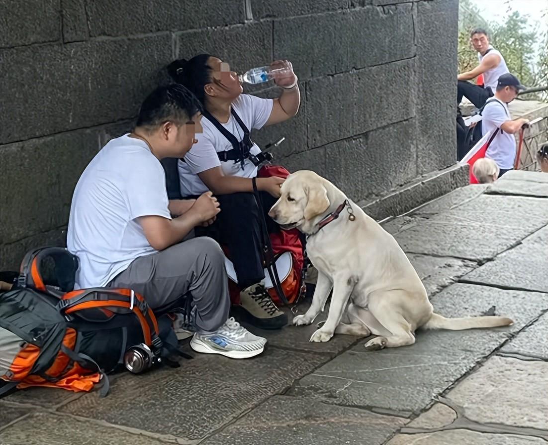 导盲犬爬泰山后续：其朋友也被扒，曾要求基地退狗，抱怨狗不合格