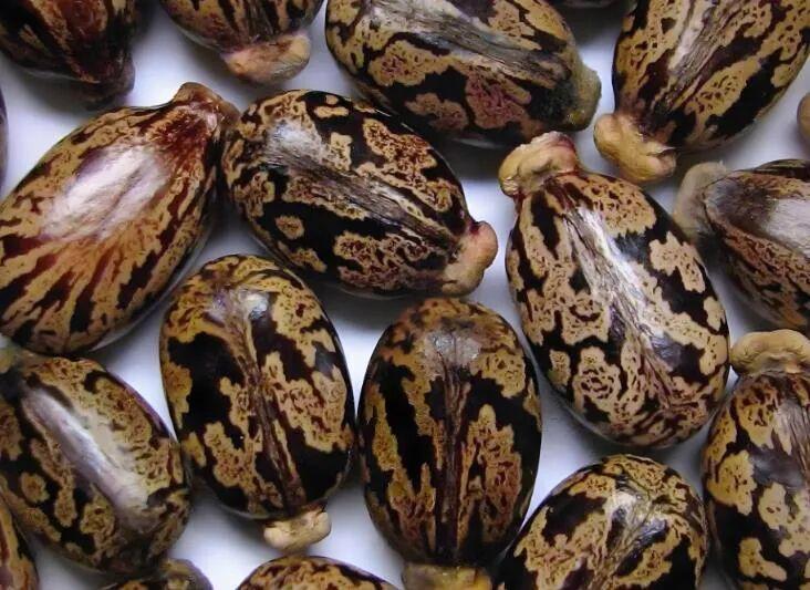 1970年我国种植600万亩蓖麻：毒性虽强，工业价值为何更高？