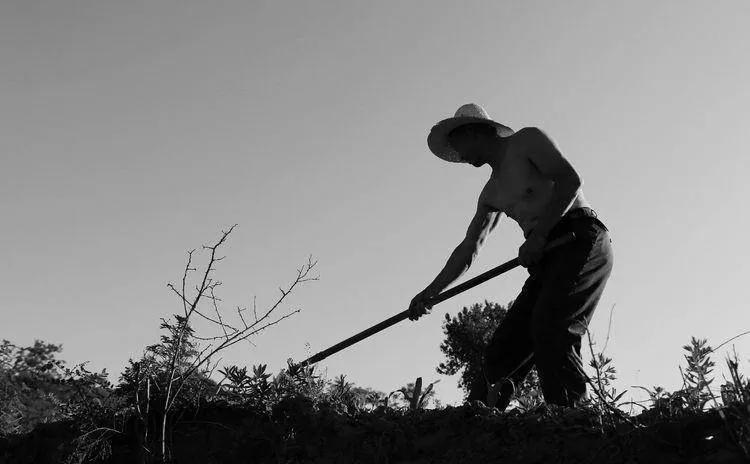 多歧苏铁移栽现场