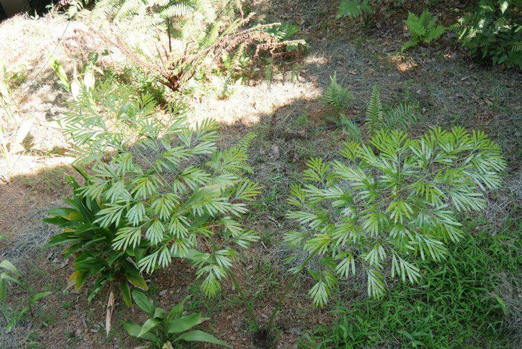 多歧苏铁保护基地