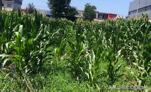 河北农村现雇人掰玉米现象，背后原因竟是它