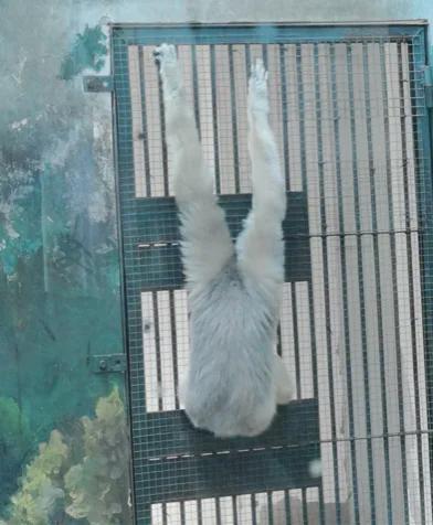 珍稀动物正面照