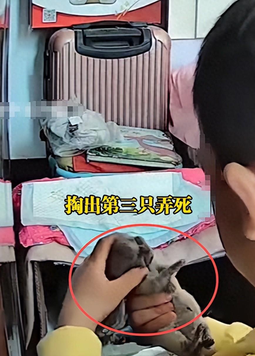 小孩虐死三只小猫，母猫前掐脖猛摔，孩子爸嚣张挑衅，猫主人发声