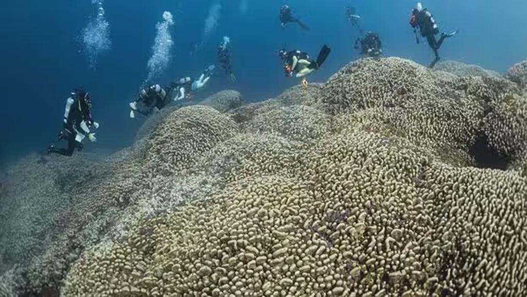 颠覆认知！300岁34米巨型珊瑚成水下最大生物，超越蓝鲸