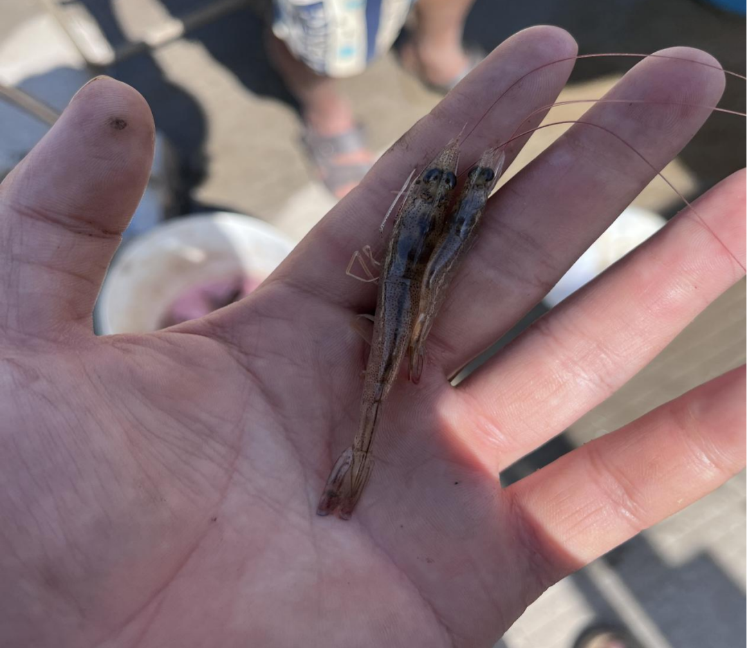 超60%虾塘受孢子虫威胁！江苏如东至珠三角对虾养殖告急