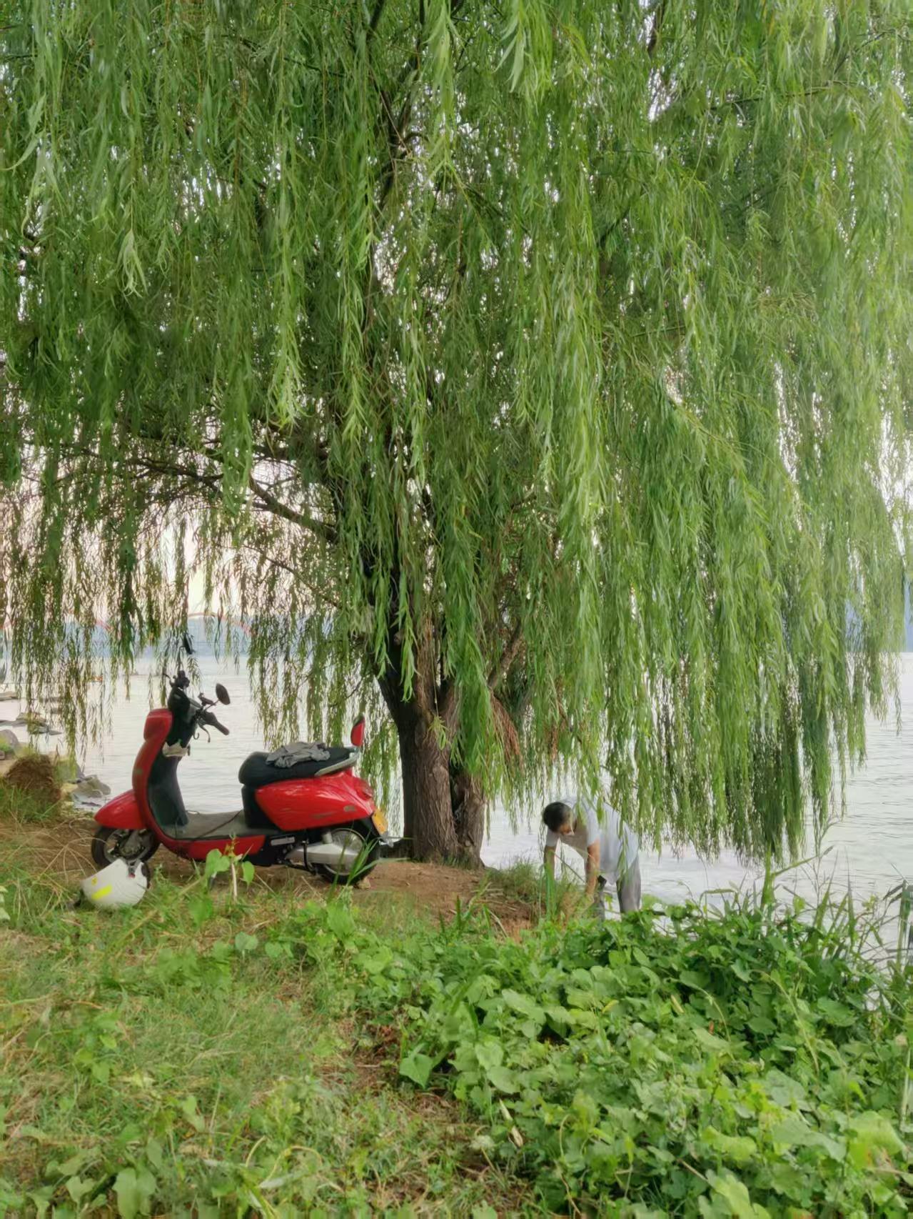 长沙七旬老人电动车运石筑堤，守护江边柳树感动人心
