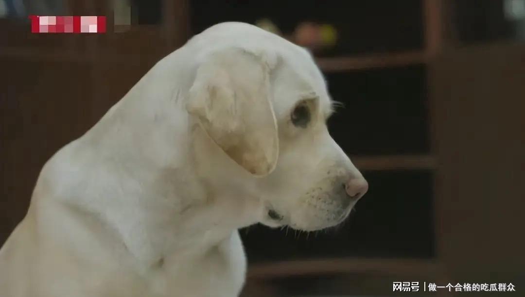 导盲犬芬迪接回事件后续：王女士言行引争议，网友热议