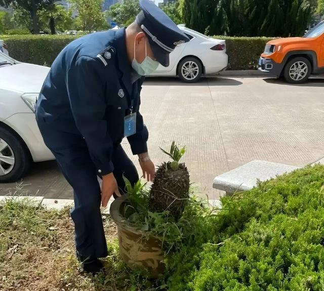 上海保安变身绿化顾问：捡花养活成新潮流