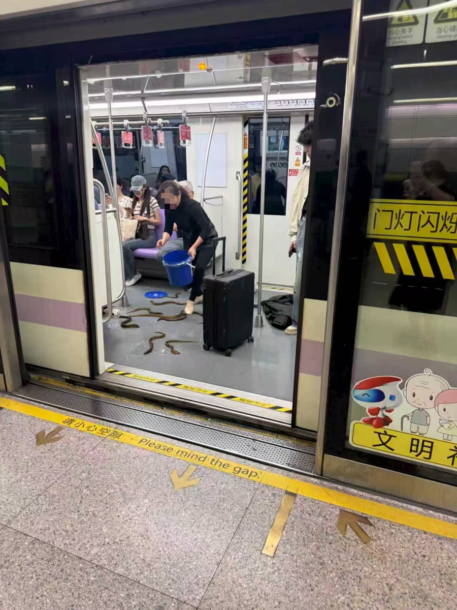 上海地铁惊现黄鳝逃窜！乘客徒手抓捕引热议，轨交部门提醒