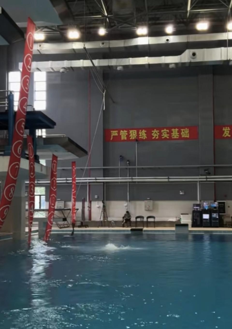 全红婵臂立跳水训练曝光：每日300次高强度练习震撼网友
