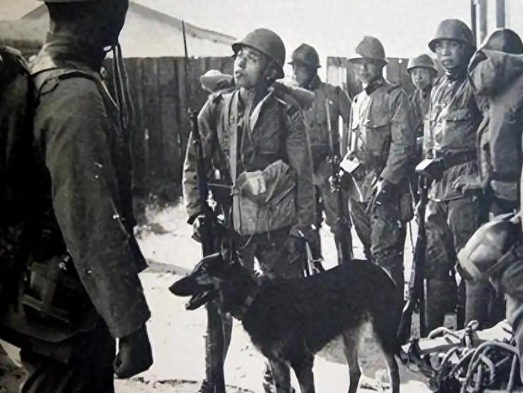 1939年，日军狼狗部队无人可挡，董翰良猛拍大腿：怎么把它给忘了