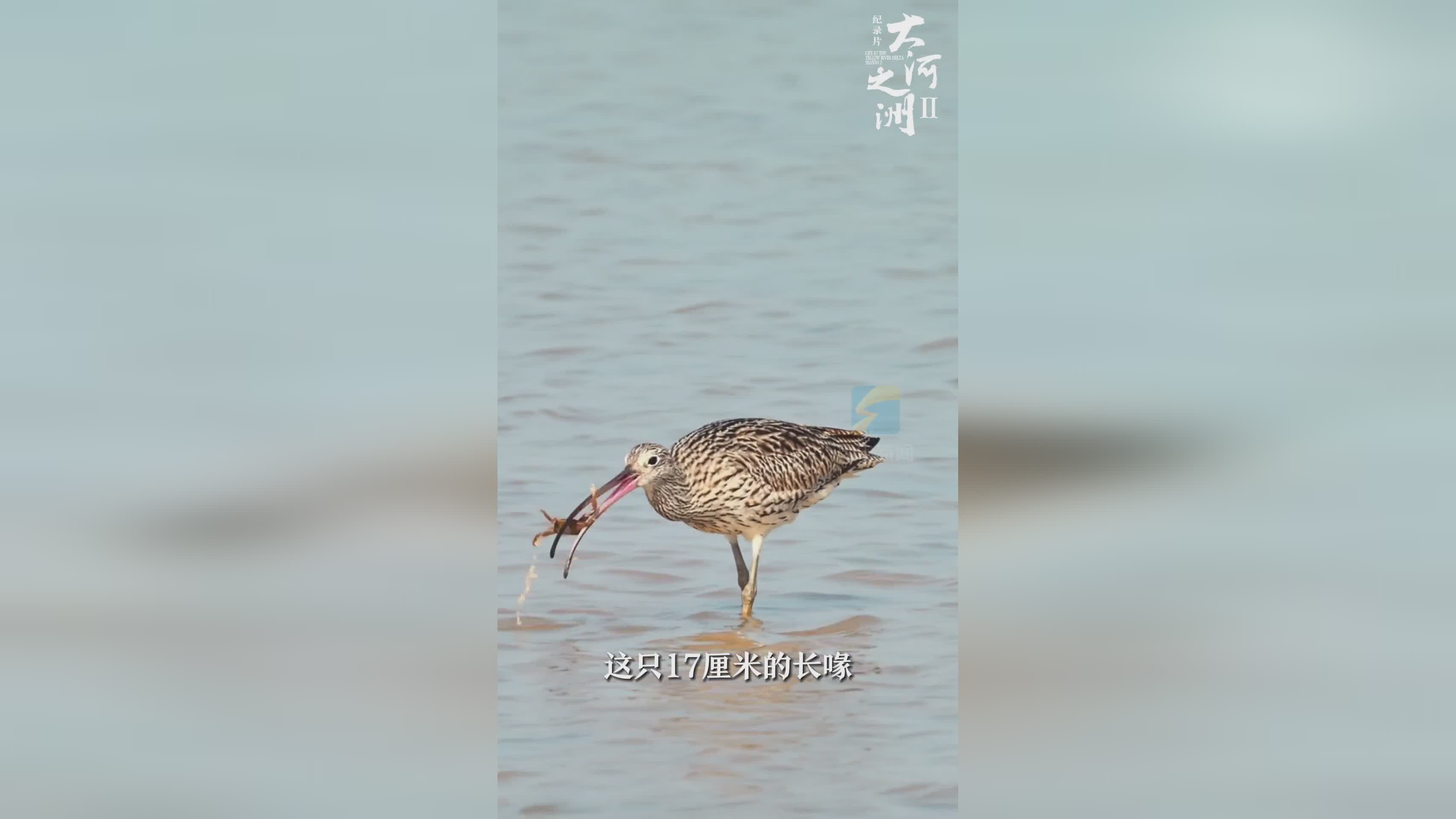 大河之洲第二季：17厘米长喙大杓鹬，自然界进化奇迹揭秘