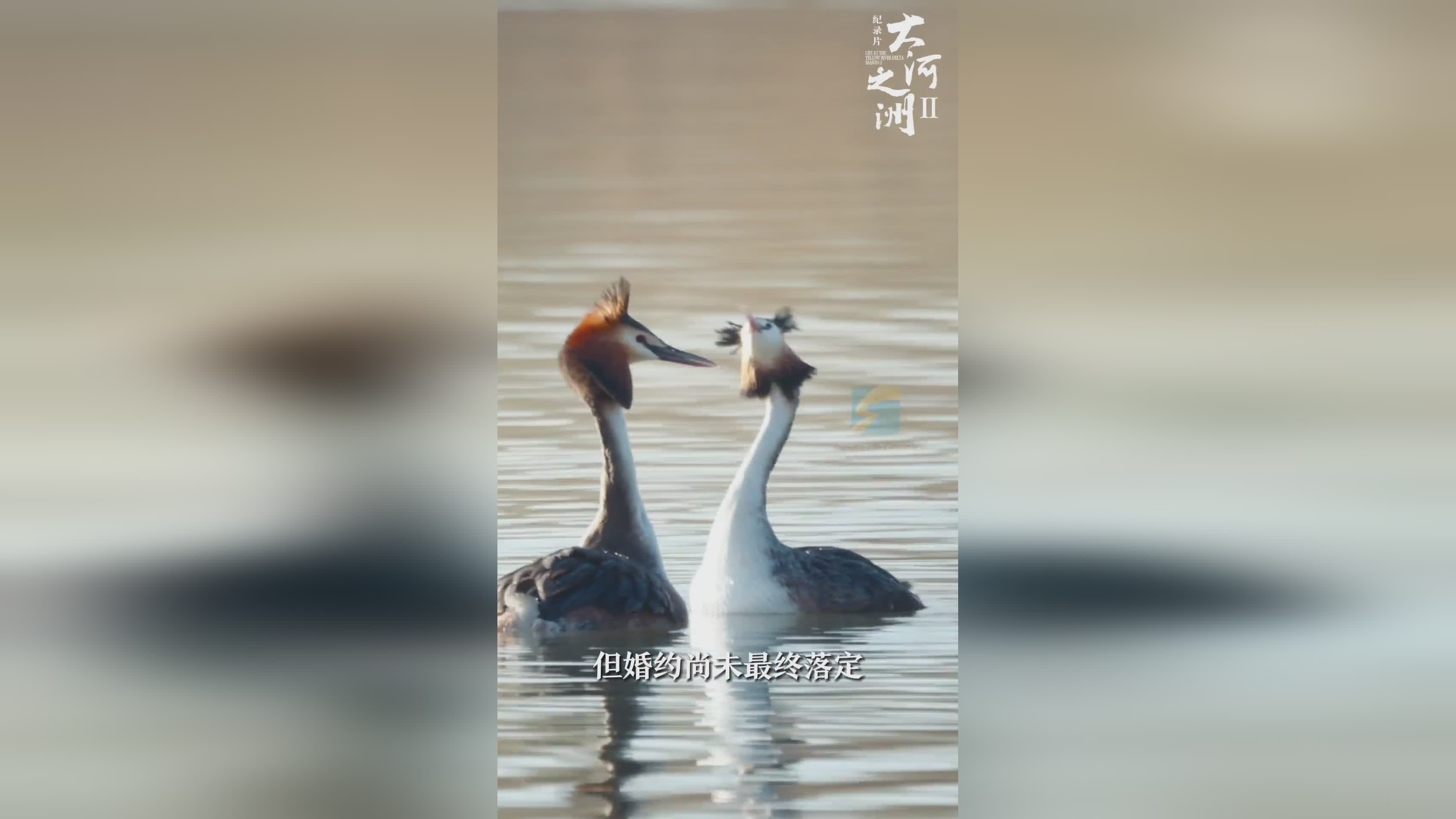 大河之洲第二季：凤头鸊鷉求婚仪式，双重聘礼尽显浪漫
