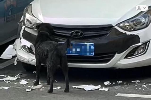 一觉醒来车被狗啃了！车主哭笑不得：肇事狗趁乱跑路
