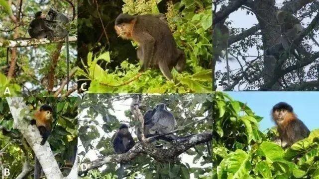 婆罗洲惊现罕见杂交猴，科学家警示人类活动或为元凶