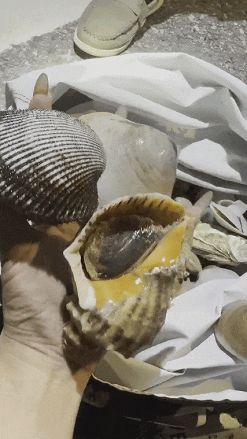 青岛这一海域，大量海鲜被冲上岸！有人赶海俩小时，捞了60多斤！