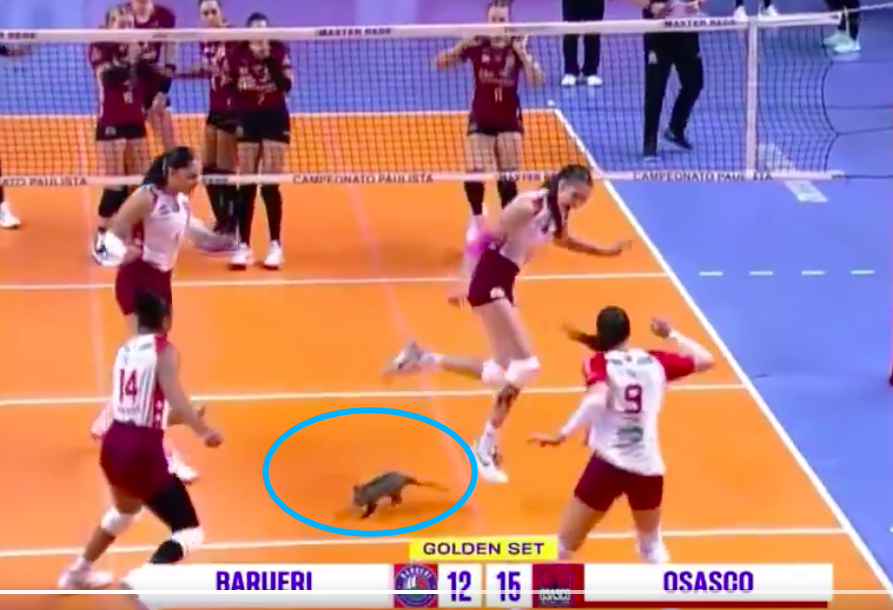 惊呆！40cm巨型负鼠闯入女排赛场，近2米选手被吓四处逃窜