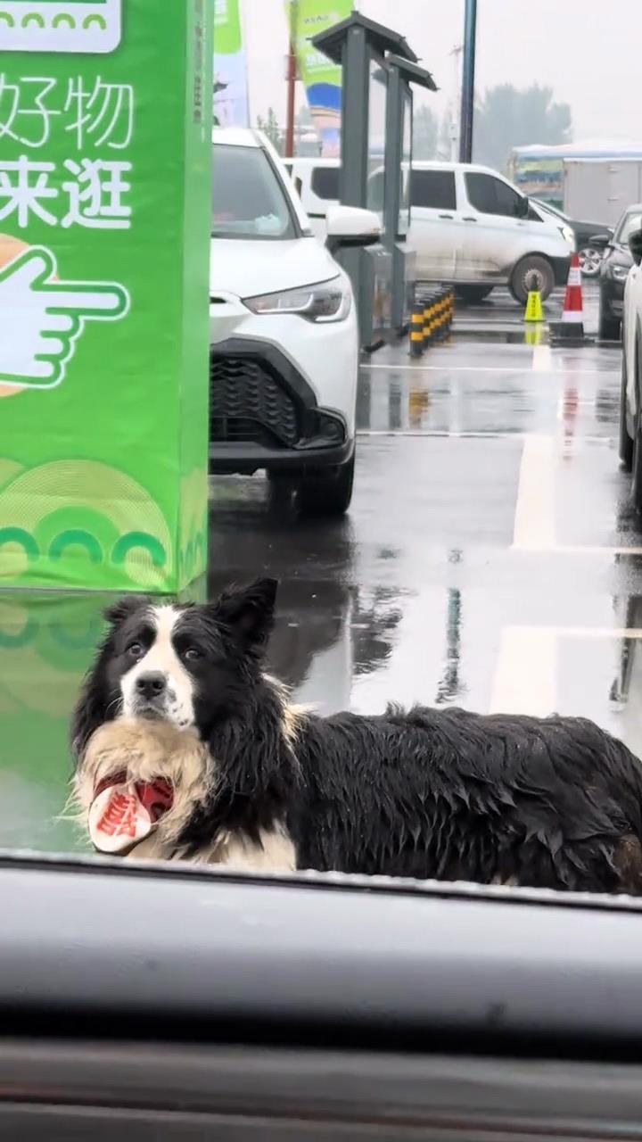 边牧犬高速服务区走失，千万网友助力寻回主人