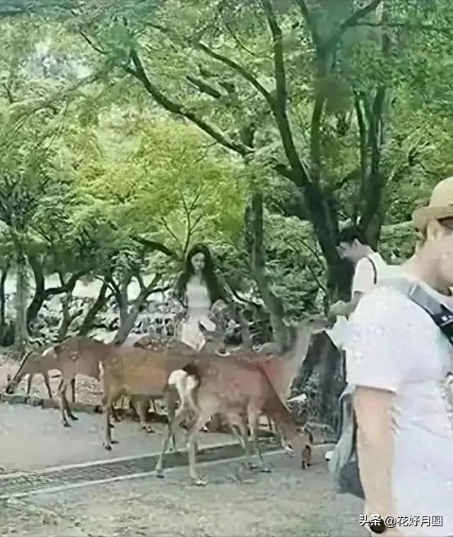 王思聪携懒懒喂鹿引热议 懒懒颜值出众分手原因成谜