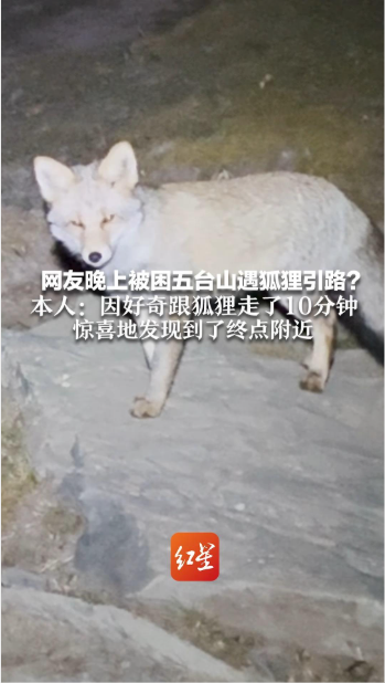 五台山夜行遇狐狸引路？专家解析：或为讨食或巧合同路