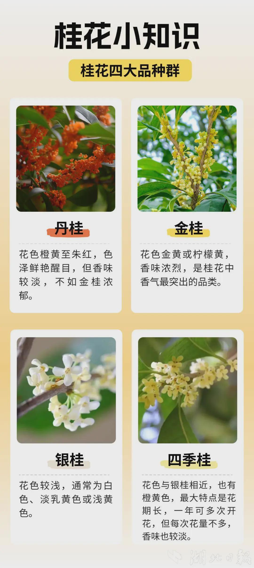 武汉桂花花期