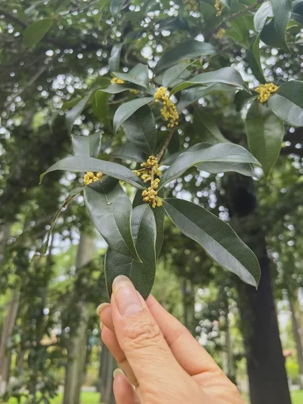 青山公园桂花