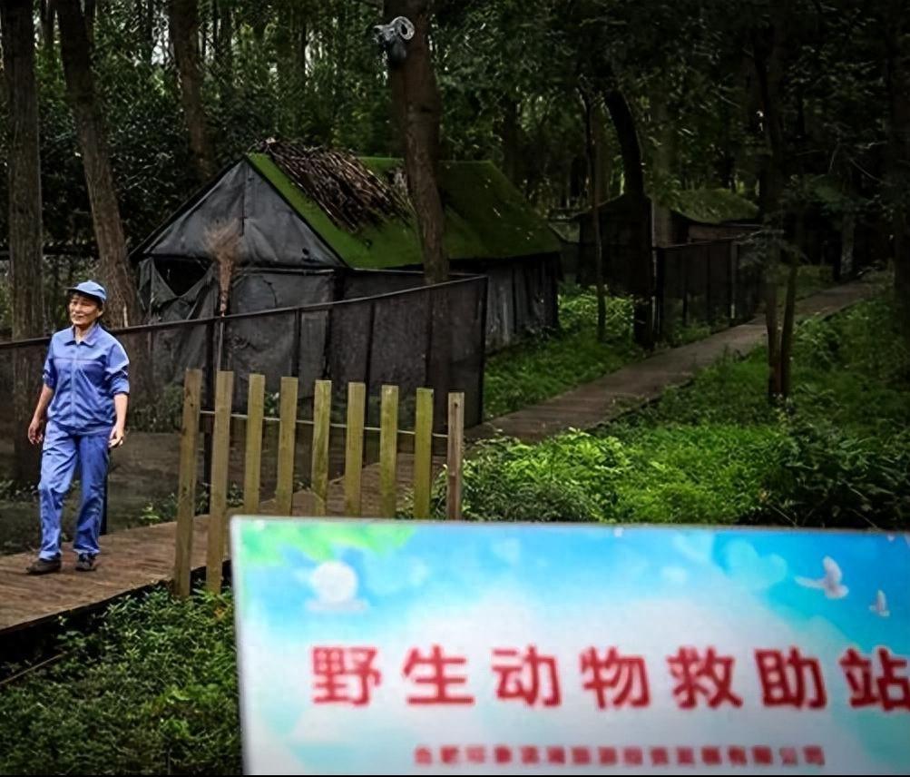 新疆棉花地发现“暗夜精灵”？全球只有1个！消失百年重现人间