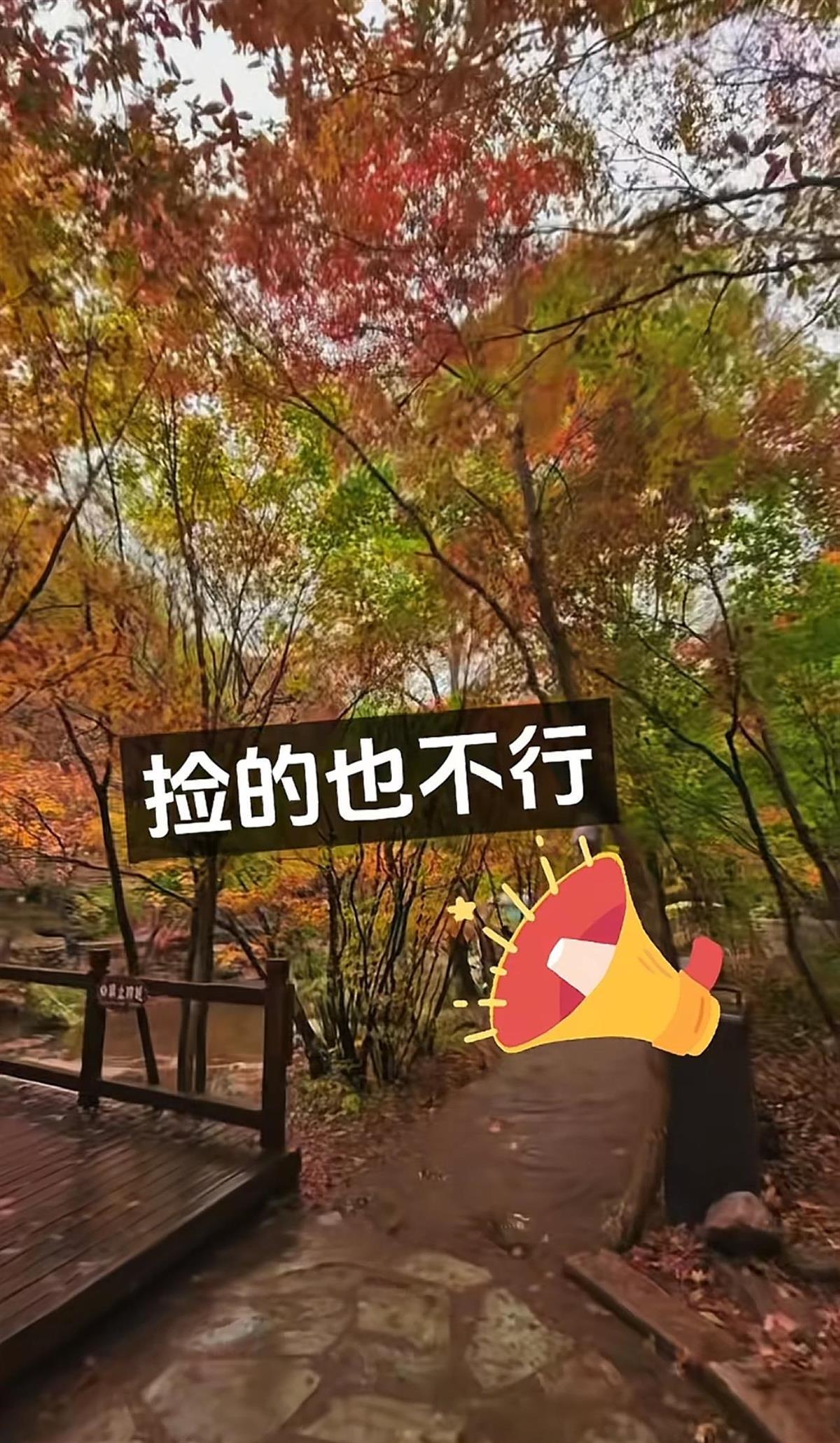 辽宁本溪老边沟景区禁捡枫叶 保护生态引热议