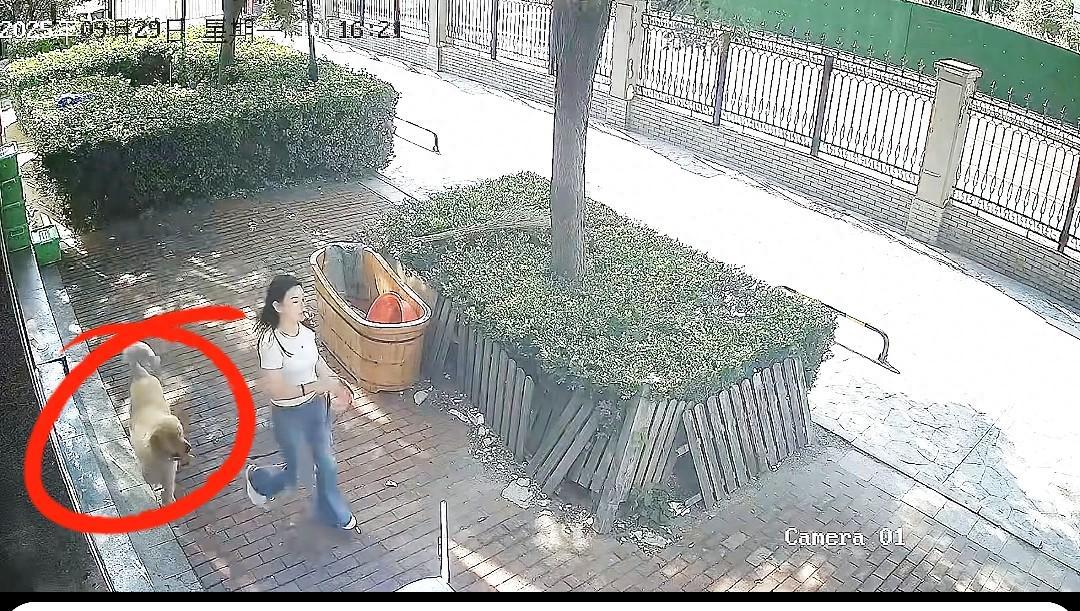 女子遛金毛遭反扑撕咬！宠物狗伤人事件频发引关注