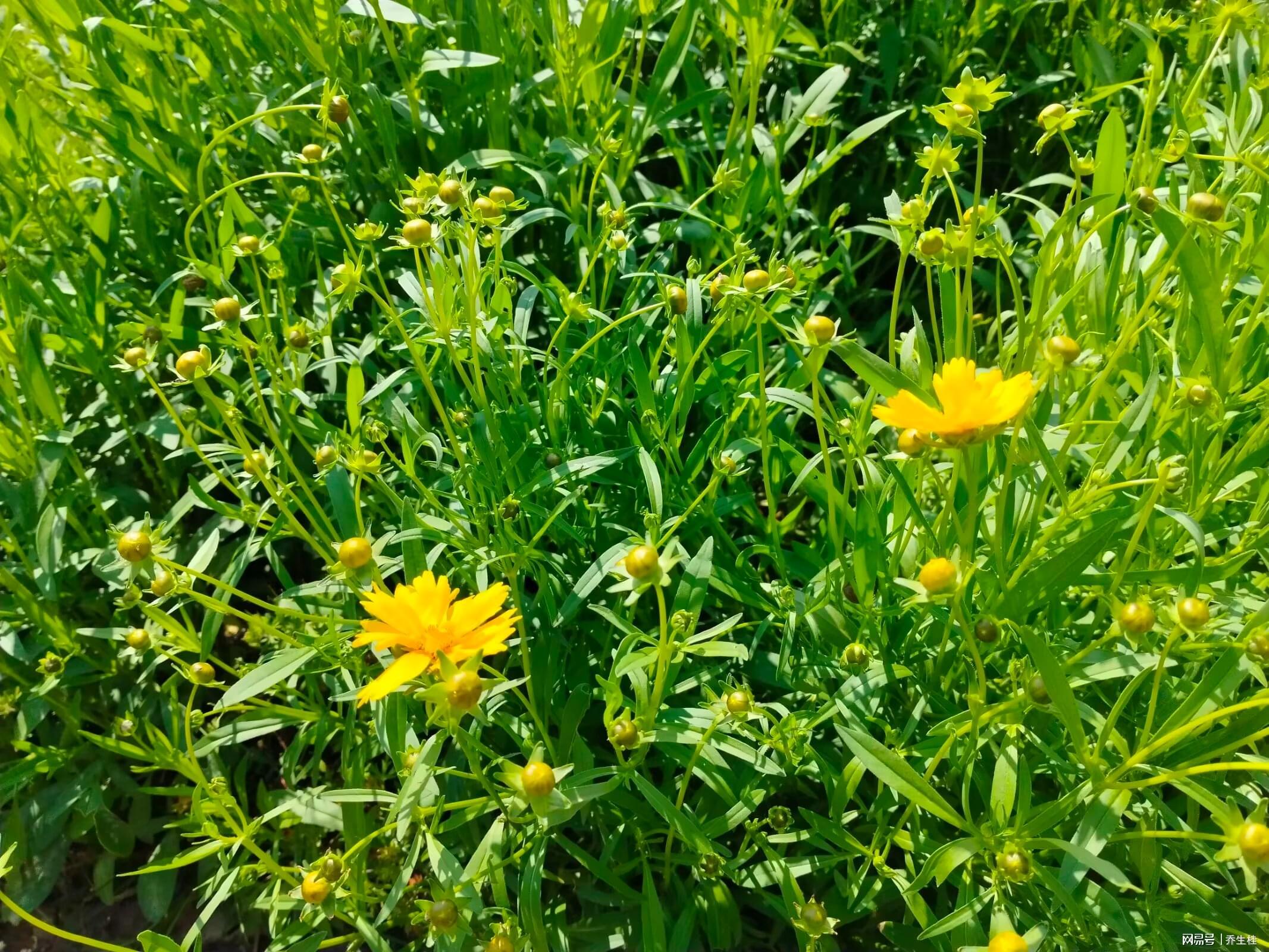 新任市委书记之子镇政府遇打压，身份揭晓后剧情反转