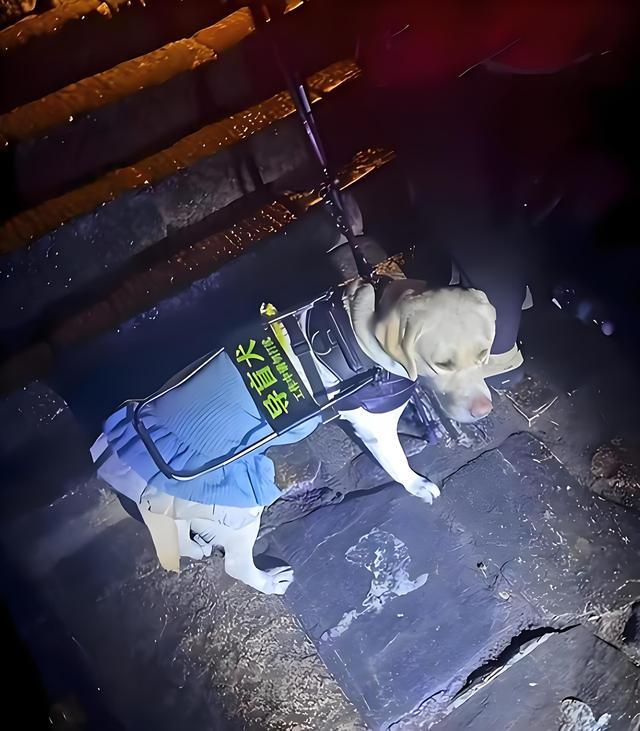 导盲犬芬迪爬泰山事件后续：王营营争议行为与残联求助引热议