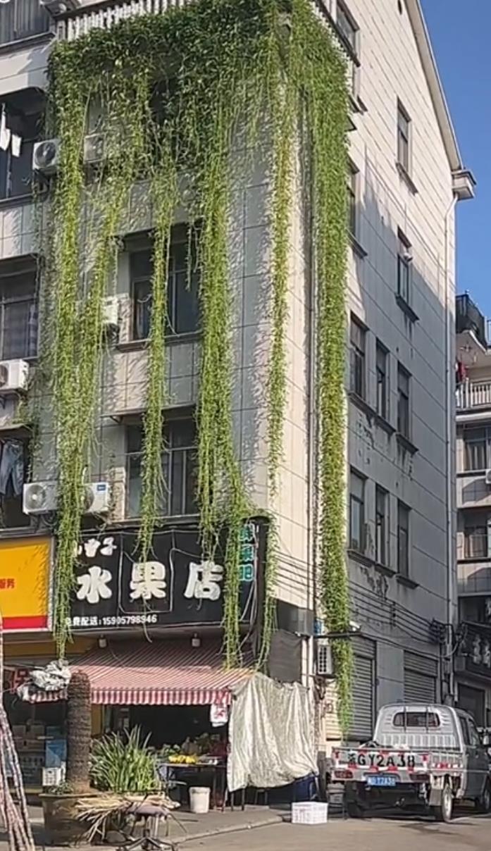 浙江金华惊现‘空中菜园’：五楼空心菜垂至一楼成网红景观