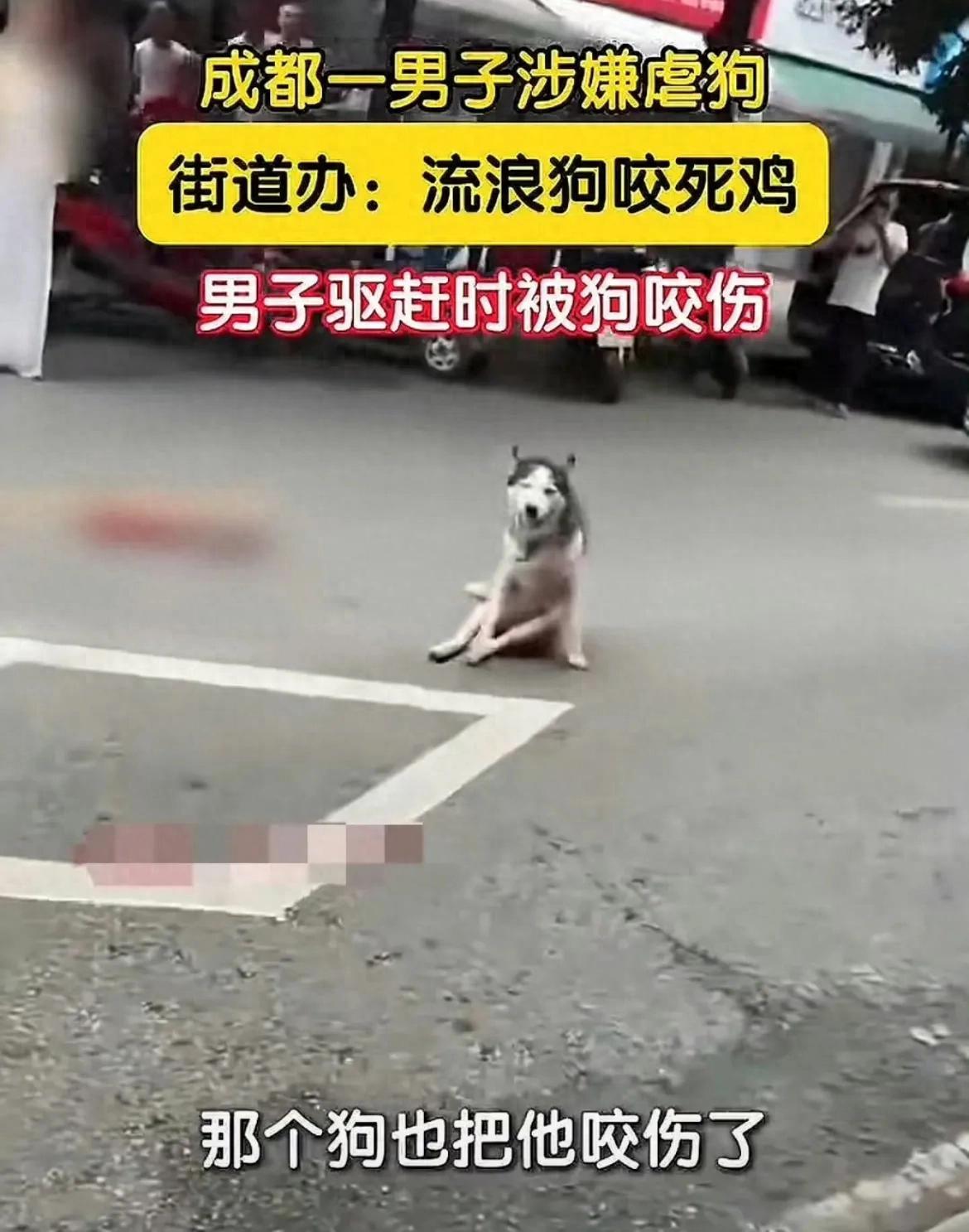 成都哈士奇被砍事件追踪：爱狗人士行为引争议，店铺被迫关闭