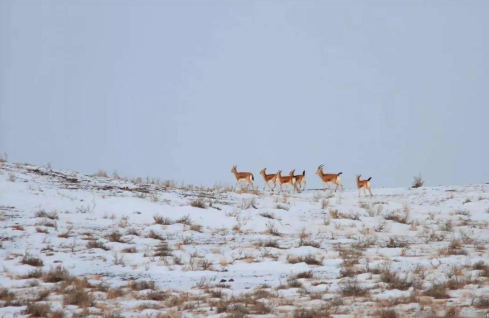 8只以上可判10年！新疆男子架“电猫”杀10只，剥皮割头放冰箱