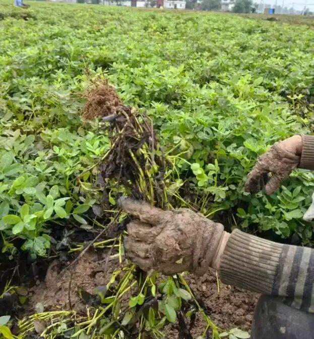 北方持续降雨致农作物受损，南方高温反常气候引关注