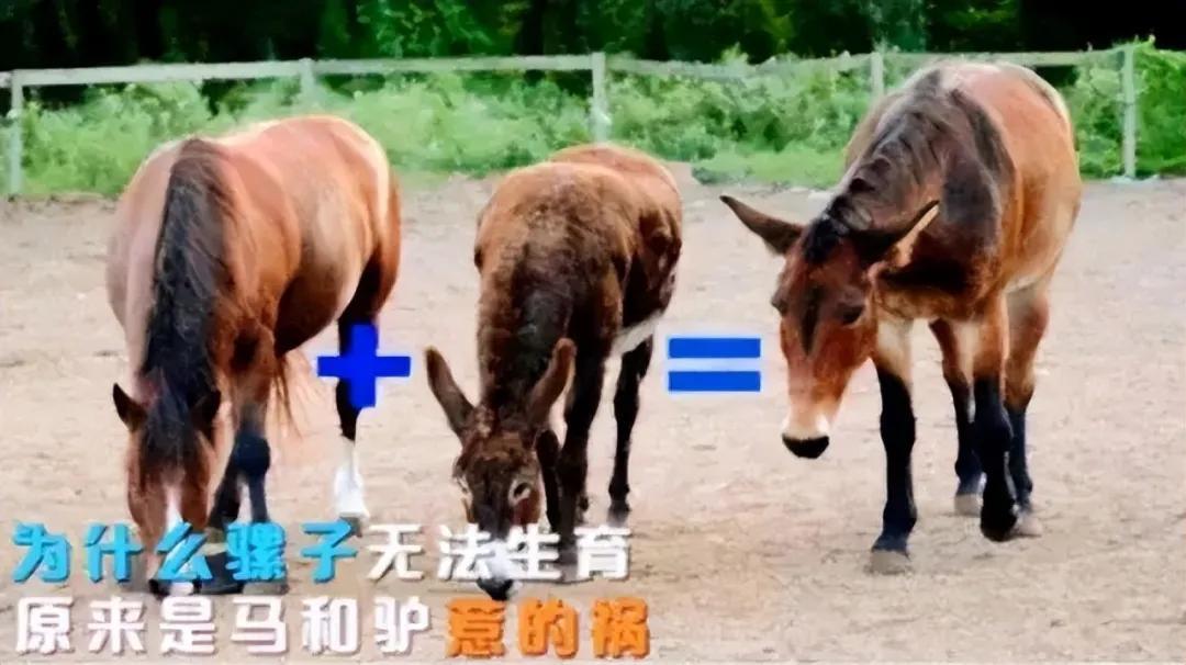 深度解析：白种人、黑种人、黄种人为何无生殖隔离？