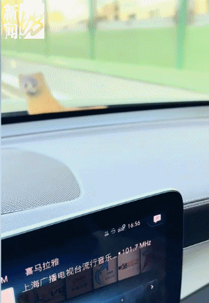 上海高架惊现黄鼠狼探头！车主：吓我一跳