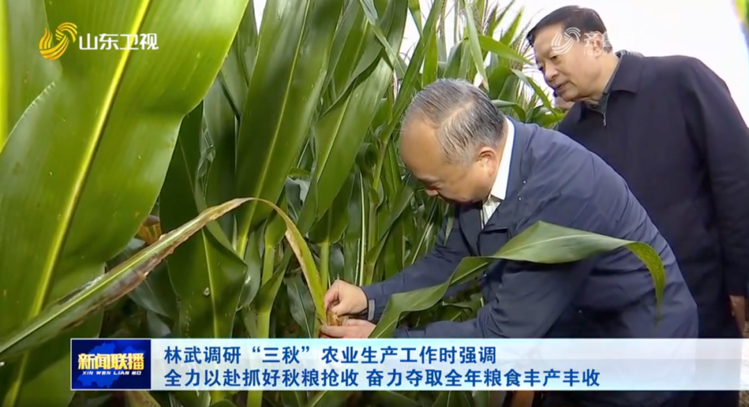 山东秋粮抢收进行时：省委书记深入田间督战