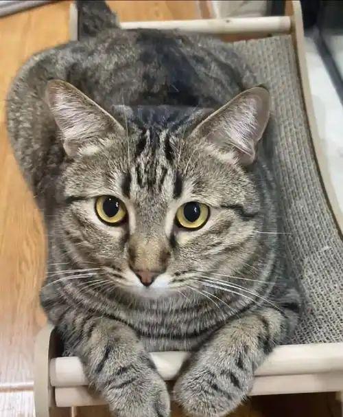 狸花猫妈妈独宠一只小猫，网友：这是它的专属宝贝！