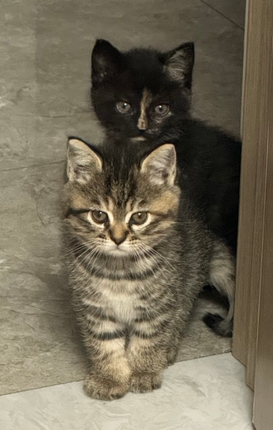 大橘猫被拴壶铃练成肌肉猫，店主笑称：我家猫是坦克