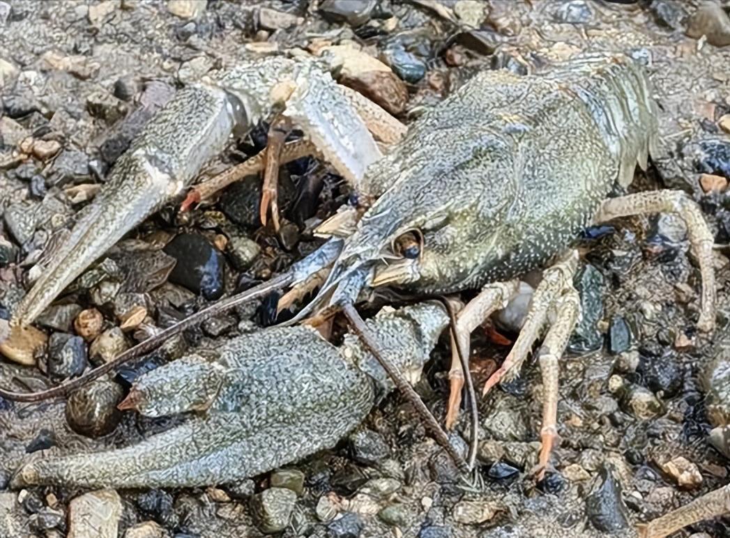 专家确认是新疆首次发现，可渔民20年前就发现，以前每年都能捞到