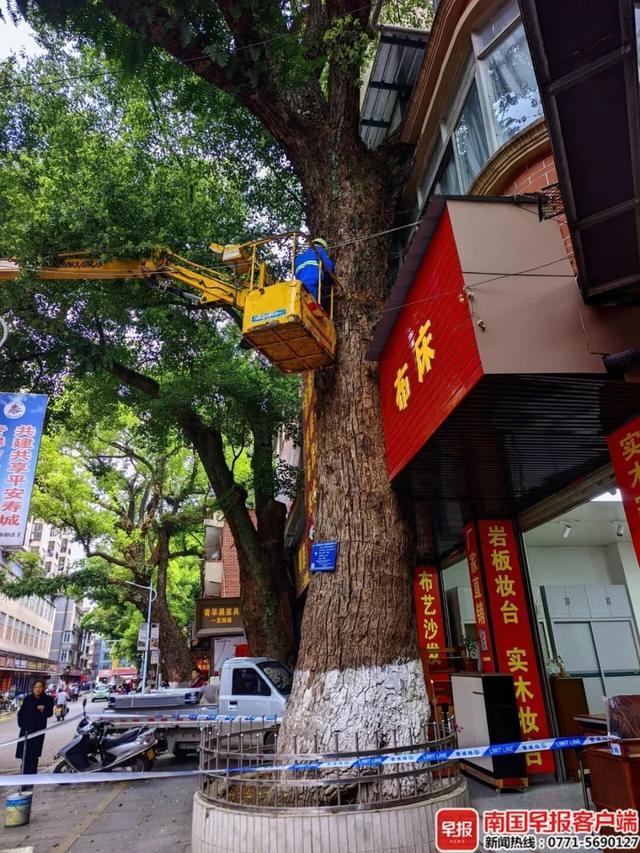 广西贺州男子因采光问题投毒220年古树，已被刑拘