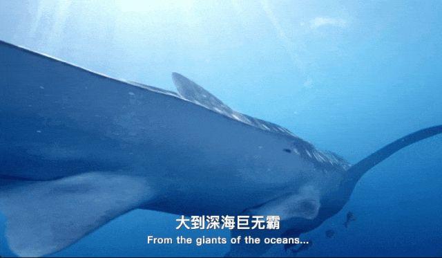 大块头与小不点：生命尺度中的自然奇迹