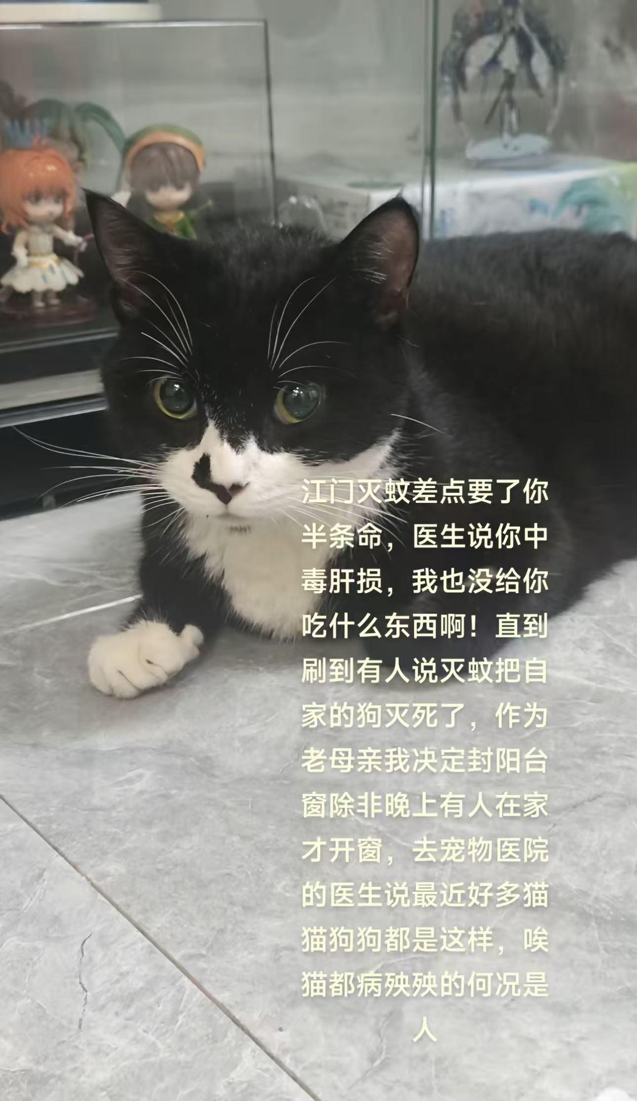 江门灭蚊行动引争议：烟雾过量居民担忧毒性，宠物健康受威胁